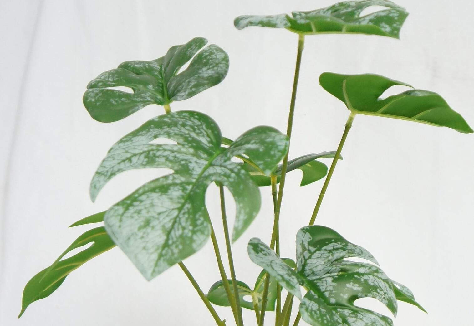 Swiss Cheese Plant Potted, 40 CM Swiss Cheese Plant Potted, 40 CM