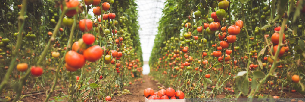 Drip Irrigation for tomatoes