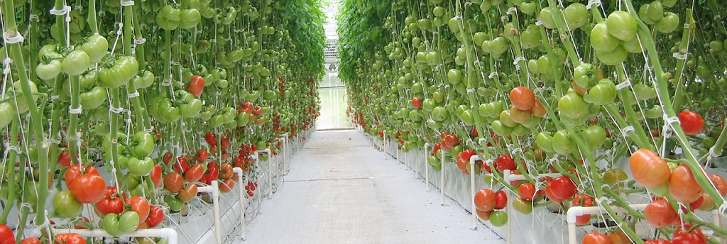LDPE pipes for drip irrigation