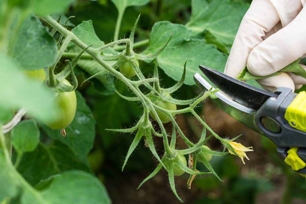 Tomato Pruning