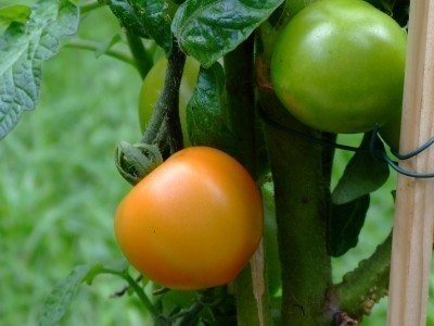 Hollow Tomato Plants
