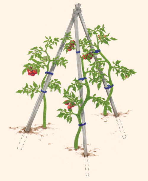 How to Tie and Stake Tomato vines