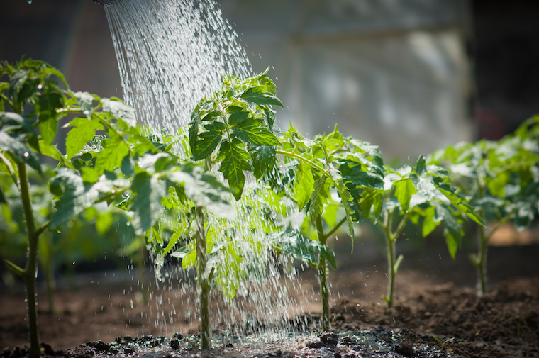 How to Water Tomatoes in Greenhouse?