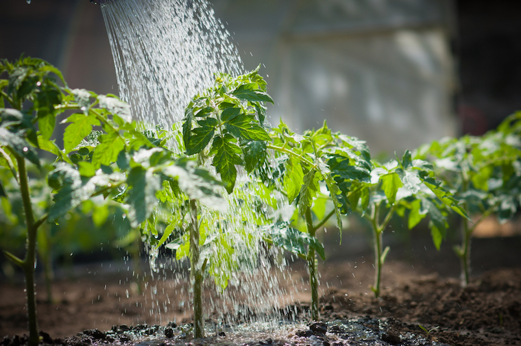 Watering the Tomato