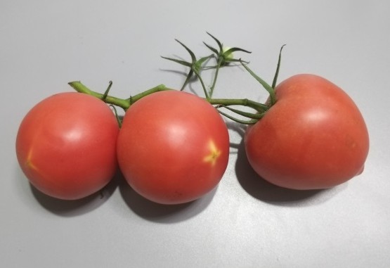 Production Management of Tomato in Greenhouse