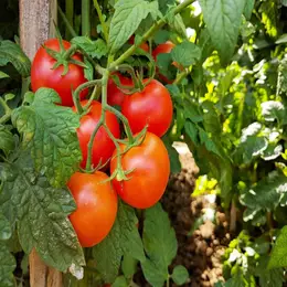 Tomato 