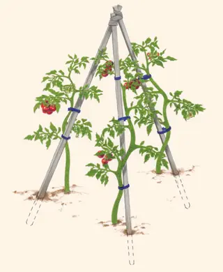 How to Tie and Stake Tomato vines
