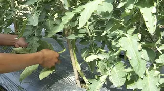 How to Control Excessive Growth of Tomatoes?