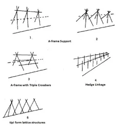 Choose the Right Support for Your Tomatoes
