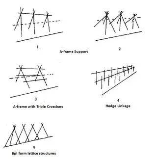 Choose the Right Support for Your Tomatoes
