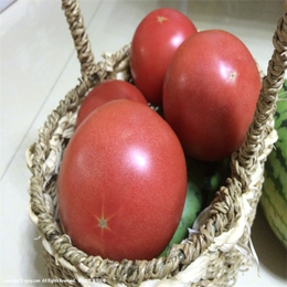 Symptoms and Remedies of Tomato Deficiency