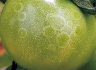 Why Are Tomatoes Rotting in Greenhouses