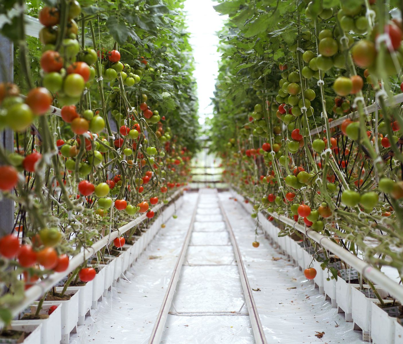 Soilless Cultivation of Tomatoes - Topper