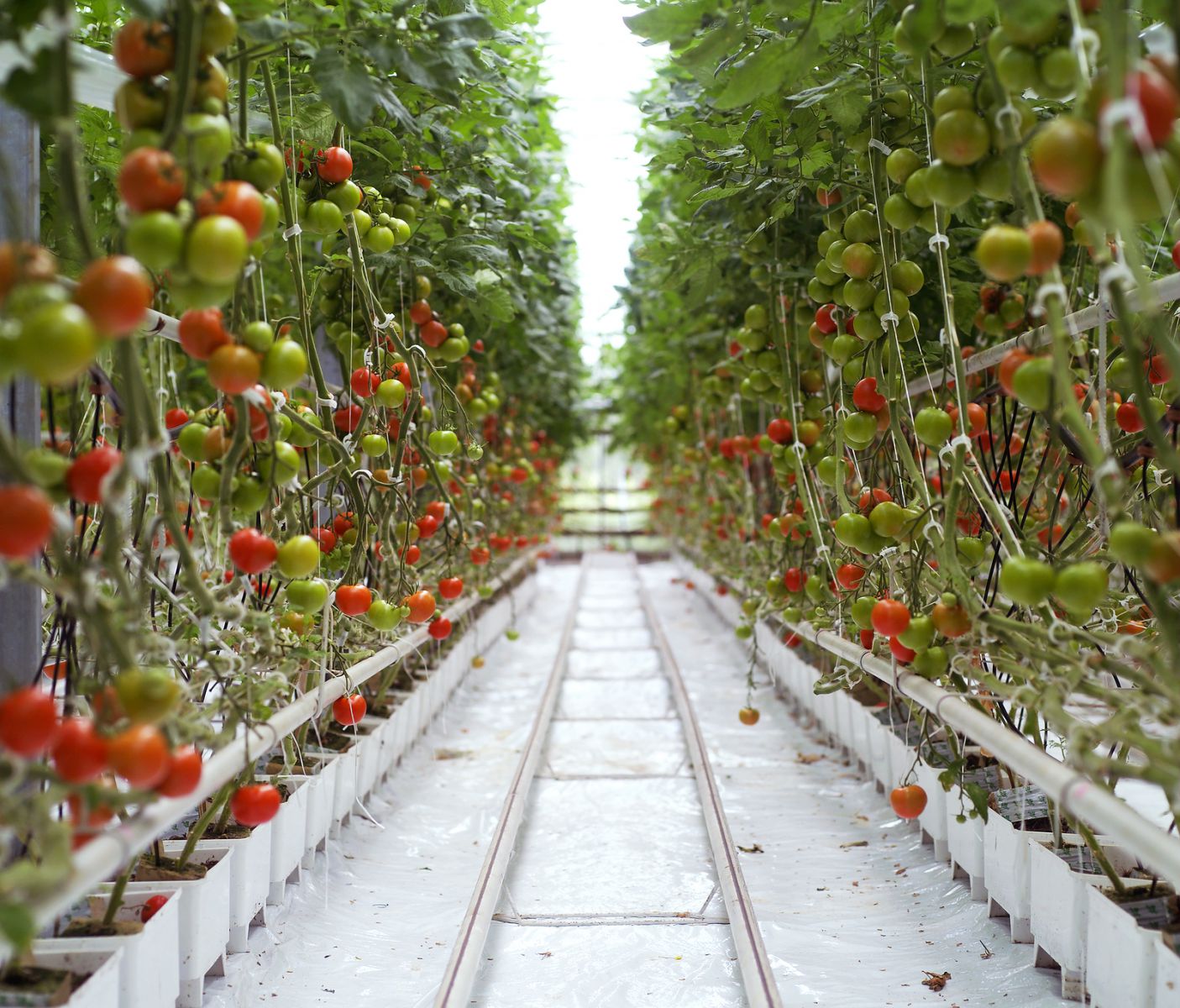 Soilless Cultivation of Tomatoes