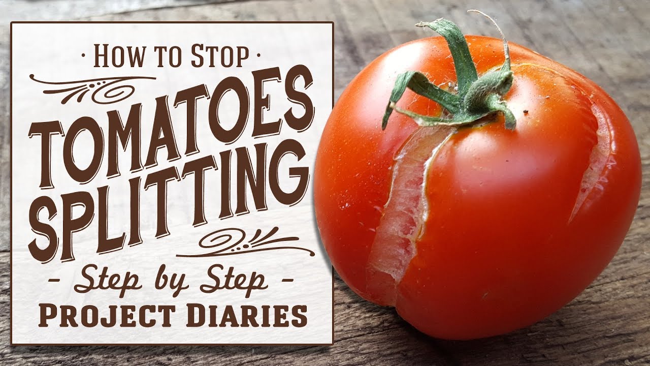 Ways to Prevent Tomatoes Splitting