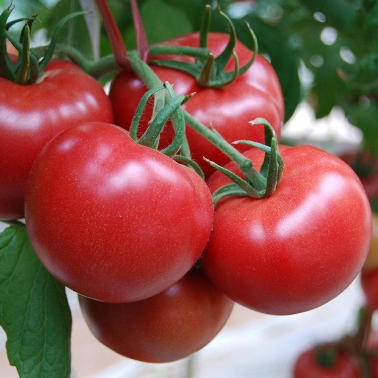 Four Notes on Inter-planting Tomatoes in Deep Winter