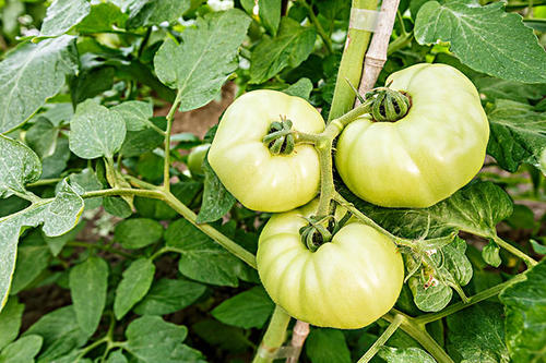 Techniques of Tomatoes Rapid Growth