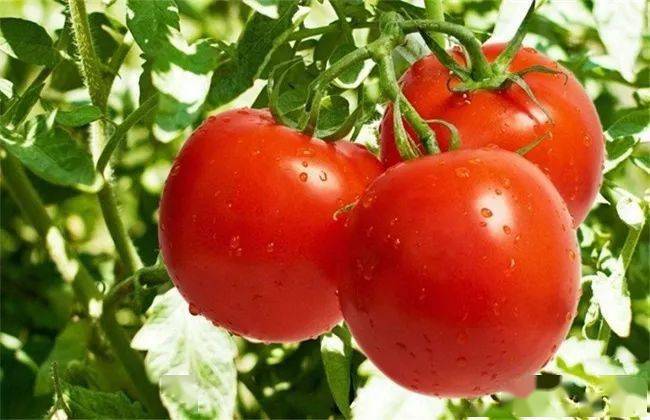 Tomato Coloring Technology in Autumn and Winter