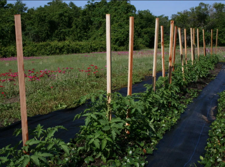 best-ways-to-support-tomatoes