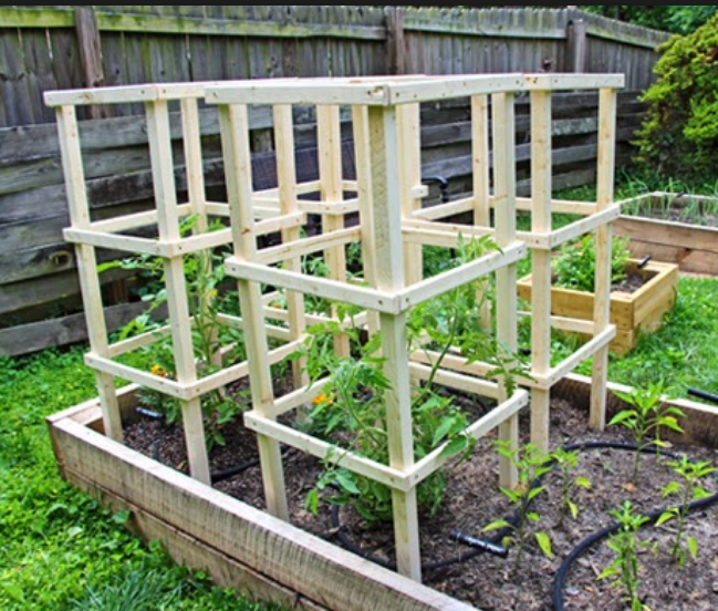 best-ways-to-support-tomatoes-tomato-cages