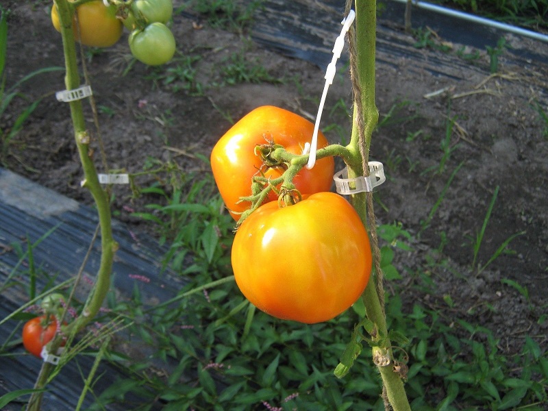 best-ways-to-support-tomatoes-trellis-clip-and-j-hook