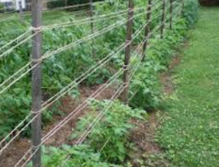 best-ways-to-support-tomatoes-florida-weaves
