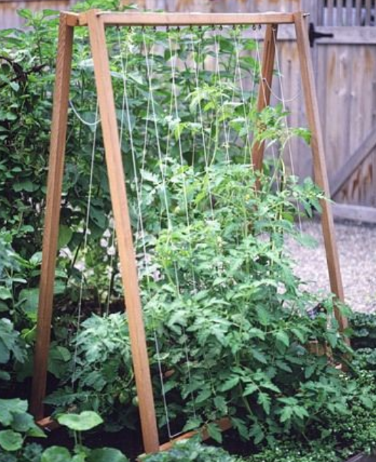 How To Grow Tomatoes On A Trellis Topper