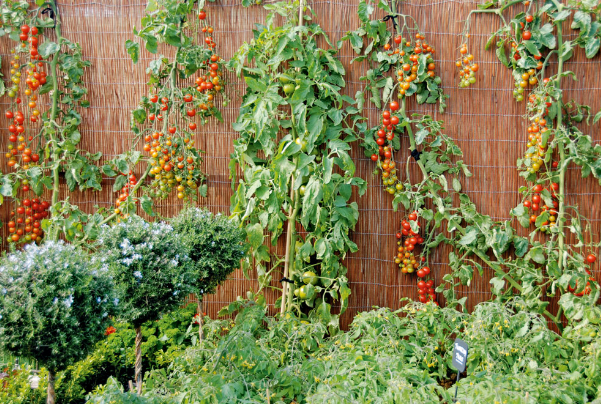 How to Grow Tomatoes on a Trellis? - Topper