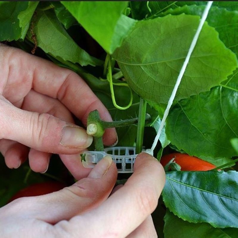 how-to-grow-tomatoes-on-a-trellis-trellis-clip