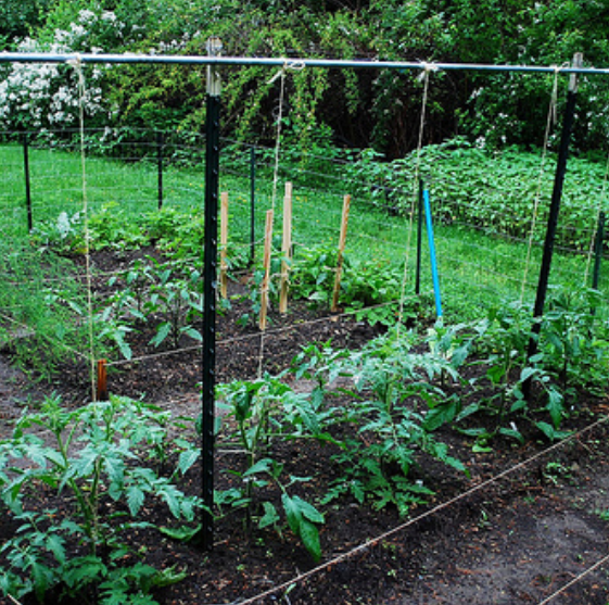 how-to-grow-tomatoes-on-a-trellis-hanging-trellis-system