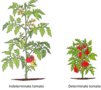 How to Grow Tomatoes on a Trellis?