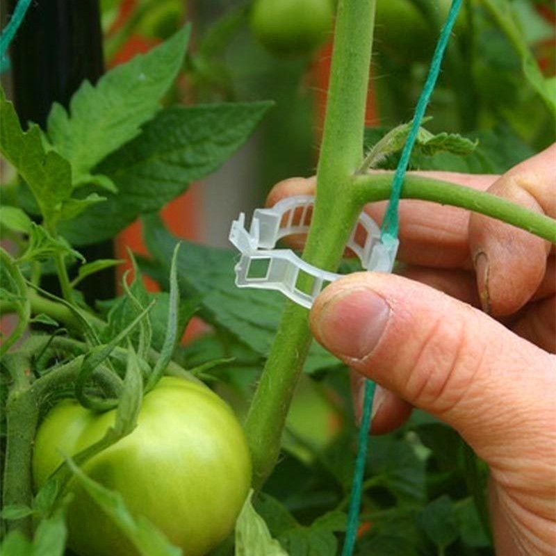 how-to-trellis-tomato-plants-trellis-clip
