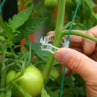 How to Trellis Tomatoes?