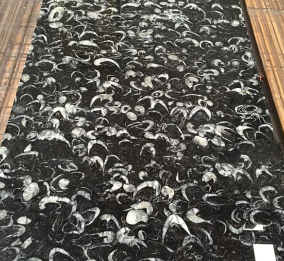 China Black Seashell Marble Stair Risers
