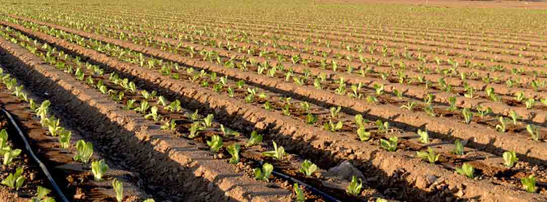 Drip irrigation pipes