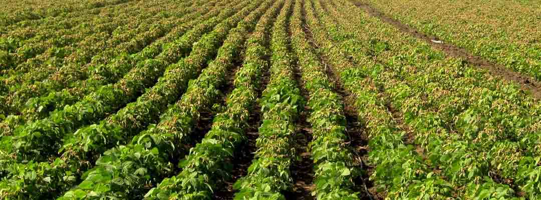 Irrigation tubes