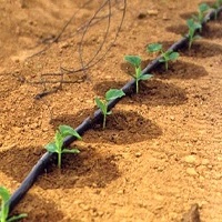 How Does The Water Move In The Soil In Drip Irrigation?