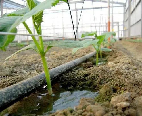 Irrigation Pipes