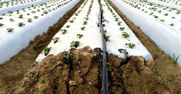 What Is the Composition of The Cost of Drip Irrigation System?