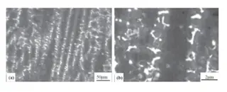SEM observation of the cladding layer microstructure