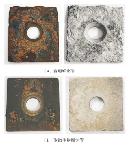 Macroscopic Morphologies of the Two Pipe Materials after Removal of Sediments and Corrosion Products Macroscopic Morphologies of the Two Pipe Materials after Removal of Sediments and Corrosion Products