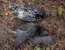 Raw Materials of Western Food: Game