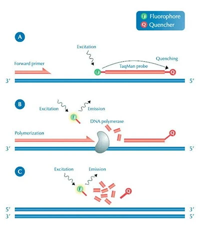 QPCR-Experimental Principle