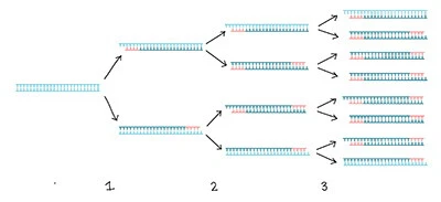 PCR Process Drawing