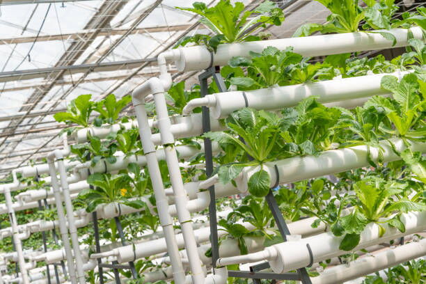 Carbon Dioxide Sensors in Modern Greenhouse Farming