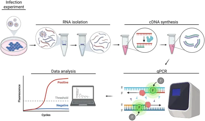 qPCR