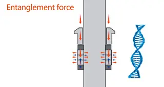 Sealing Packing Entanglement Force vs. Double Helix Structure of DNA