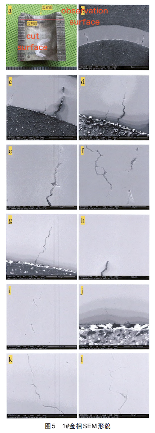 SEM Images of the Metallographic Specimen from Sample 1#