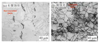 Microstructure of the uncorroded and corroded areas of the flange
