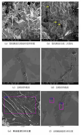 Morphology and energy dispersive spectroscopy analysis of the crack section